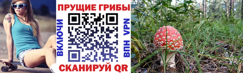 наркотики  Калининград  Псилоцибиновые грибы Cubensis 